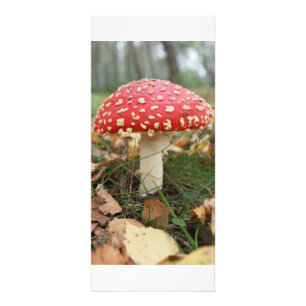 Publicitaire Carte rack Red Fly Agaric