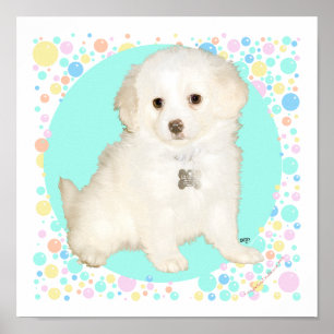 Pudel / Bichon Mischlingswelpe feiert Leben Poster