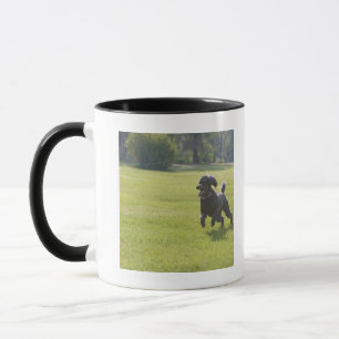 Pudel, der Frisbee spielt Tasse