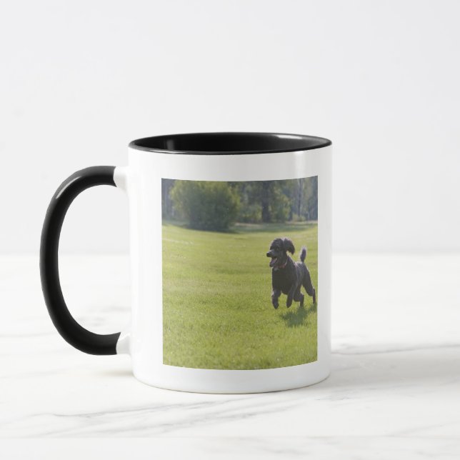 Pudel, der Frisbee spielt Tasse (Links)