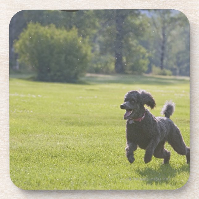 Pudel, der Frisbee spielt Untersetzer (Vorderseite)
