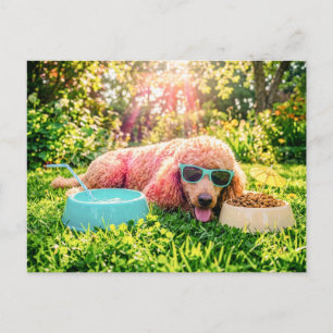 Pudel entspannt sich im sonnendurchfluteten Gras Postkarte