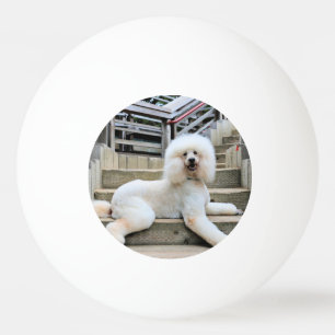Pudel - gebrannt - Trainer Tischtennisball