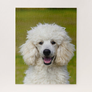 Pudel-Hunde.