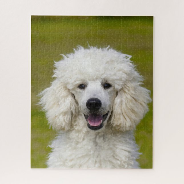 Pudel-Hunde. (Vertikal)