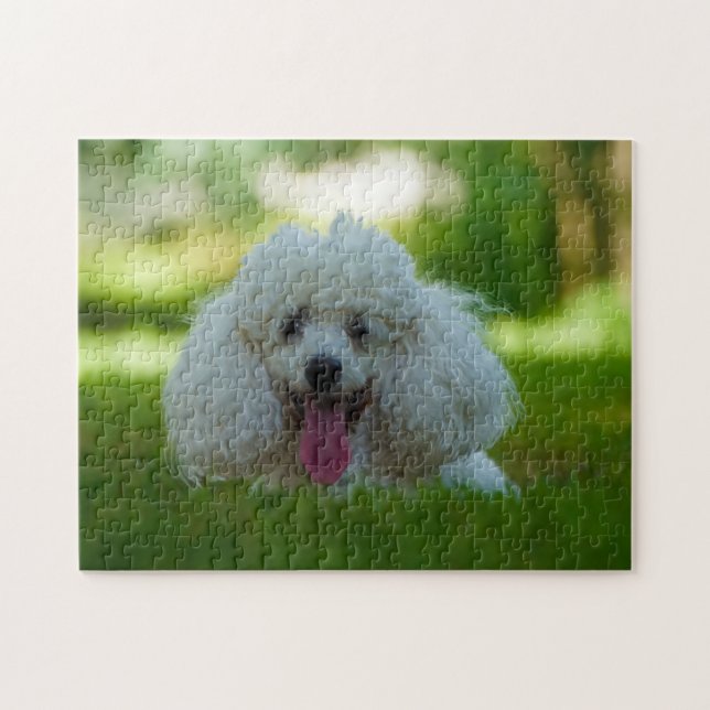 Pudel-Hunde. (Horizontal)