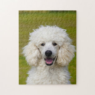 Pudel-Hunde.