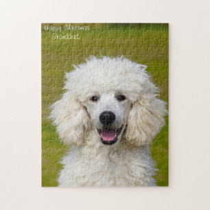 Pudel Hunde.