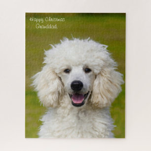 Pudel Hunde.
