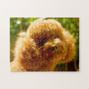 Pudel-Hunde.