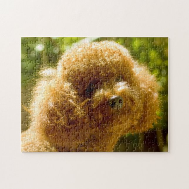 Pudel-Hunde. (Horizontal)