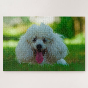 Pudel Hunde.