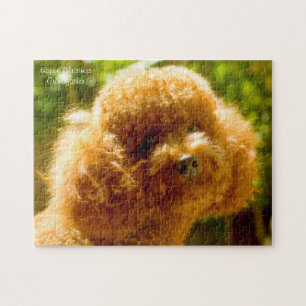 Pudel-Hunde.