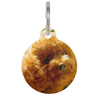 Pudel-Hunde. Haustiermarke