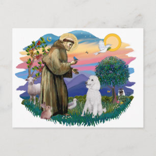 Pudel (Standard Weiß) Postkarte