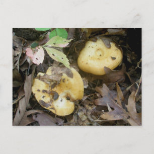 Pudgy Yellow Pair Mushrooms Postkarte