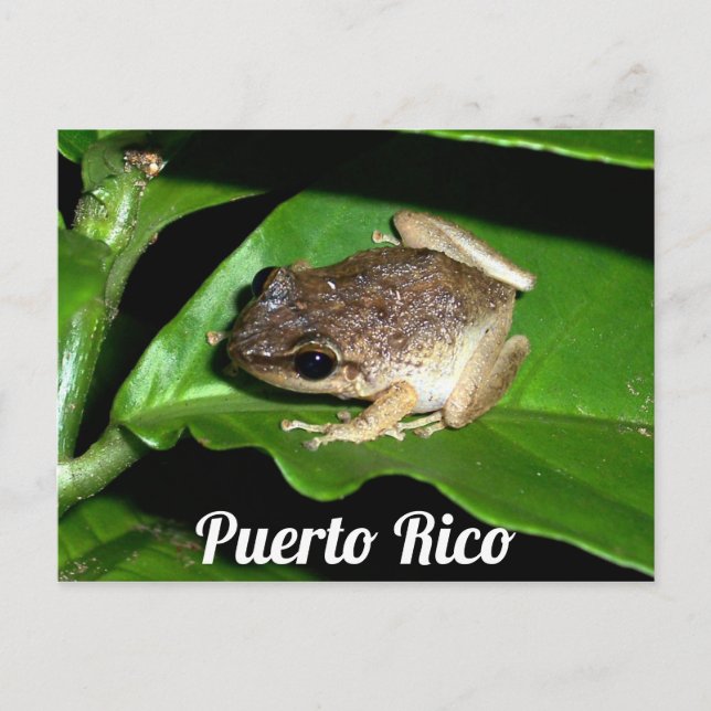 Puerto Rican Coqui Frog Postkarte (Vorderseite)