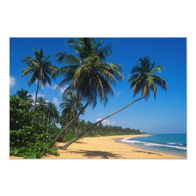 Puerto Rico, Isla Verde, Palmen. Fotodruck (Vorne)