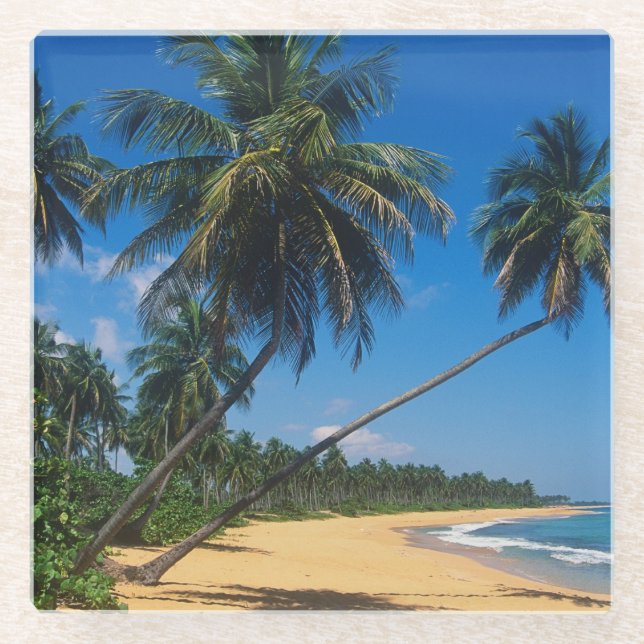 Puerto Rico, Isla Verde, Palmen Glasuntersetzer (Vorderseite)