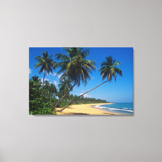 Puerto Rico, Isla Verde, Palmen. Leinwanddruck (Vorderseite)