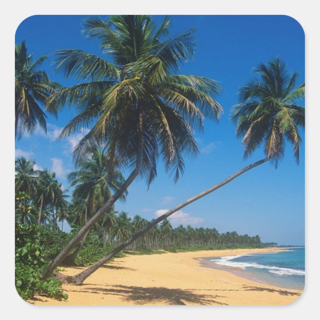 Puerto Rico, Isla Verde, Palmen. Quadratischer Aufkleber (Vorderseite)