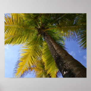 Puerto Rico Palm von RZB Poster