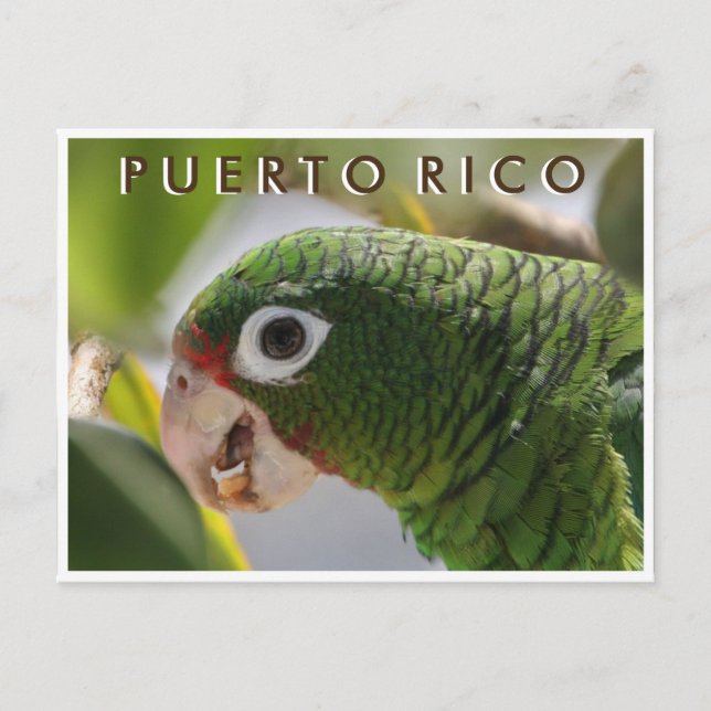 Puerto-Rico-Papagei Postkarte (Vorderseite)