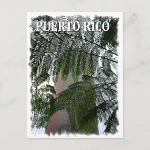 Puerto Rico Rain Forest Postkarte