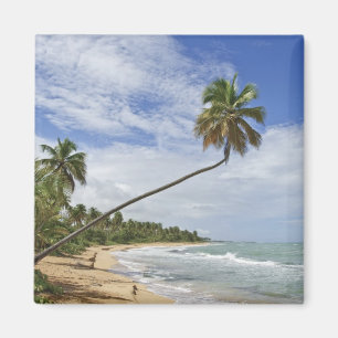 Puerto Rico. Tres Palmitas Strand Puerto Rico Magnet