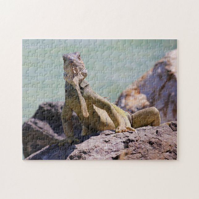 Puertorikanischer großer Leguan (Horizontal)