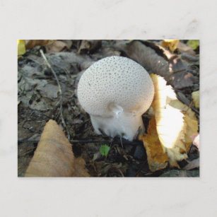 Puffball Mushroom Postkarte