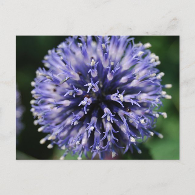 Puffe Lila Blume! Postkarte (Vorderseite)