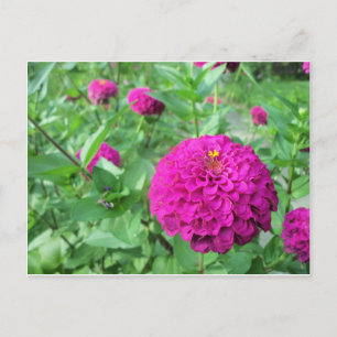 Puffed Zinnia Postkarte