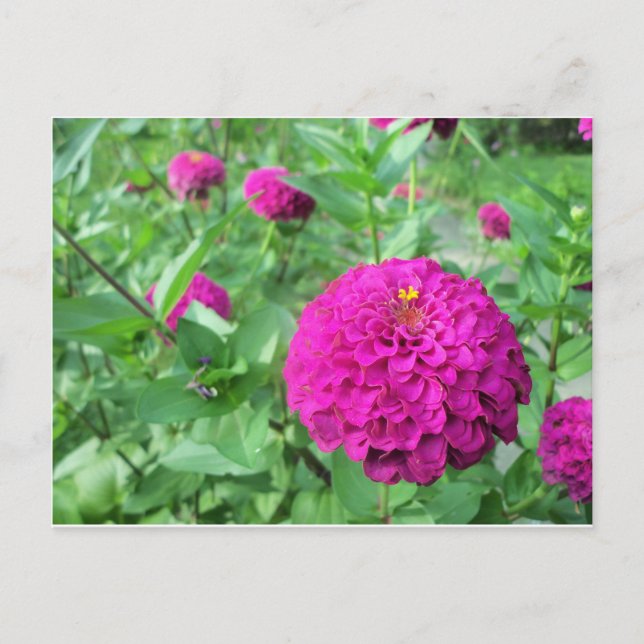 Puffed Zinnia Postkarte (Vorderseite)