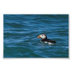 Puffen auf See Fotodruck