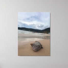 Puffer Fisch am Strand bei Phuket Fotografie Leinwanddruck