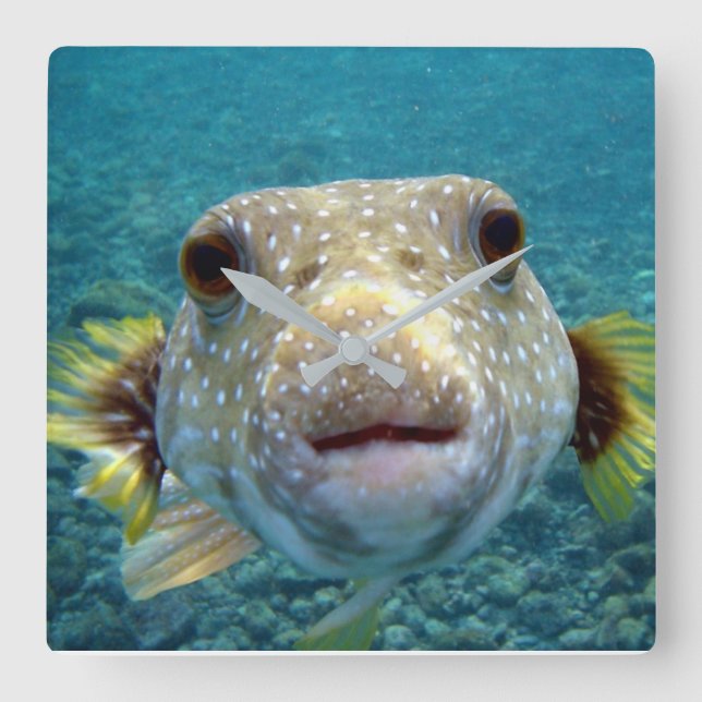 ***PUFFER FISH*** FUN CLOCK QUADRATISCHE WANDUHR (Vorderseite)