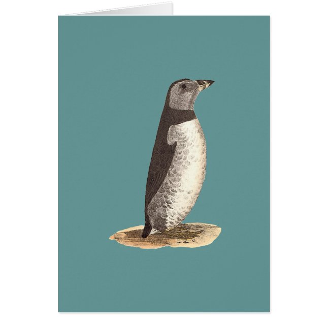 Puffin (Arktis Puffin) (Vorne)