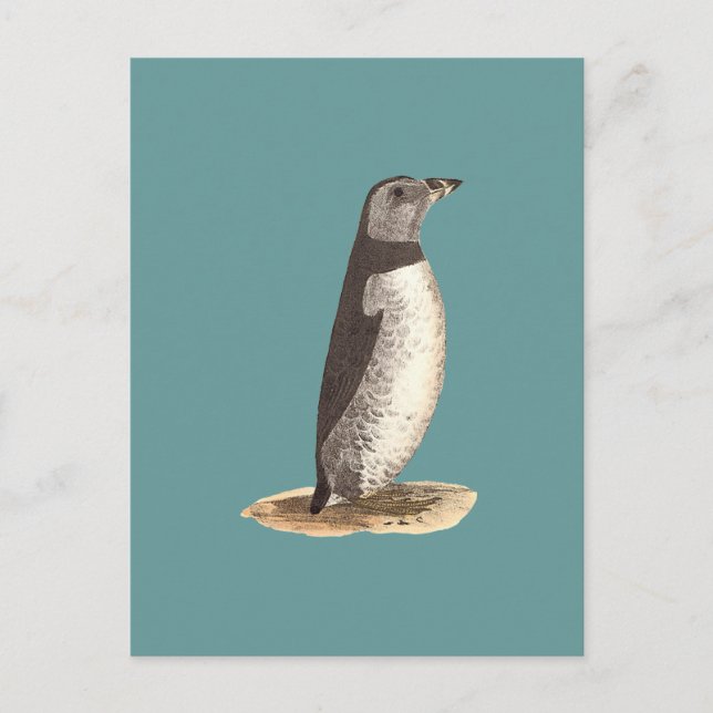 Puffin (Arktis Puffin) Postkarte (Vorderseite)