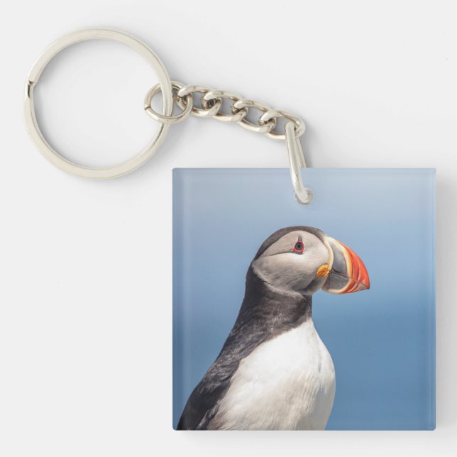 Puffin Atlantique en Machias, Maine (Devant)