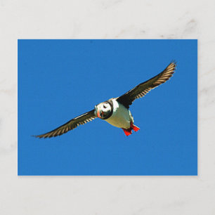 Puffin auf den Skellig-Inseln Irland Postkarte