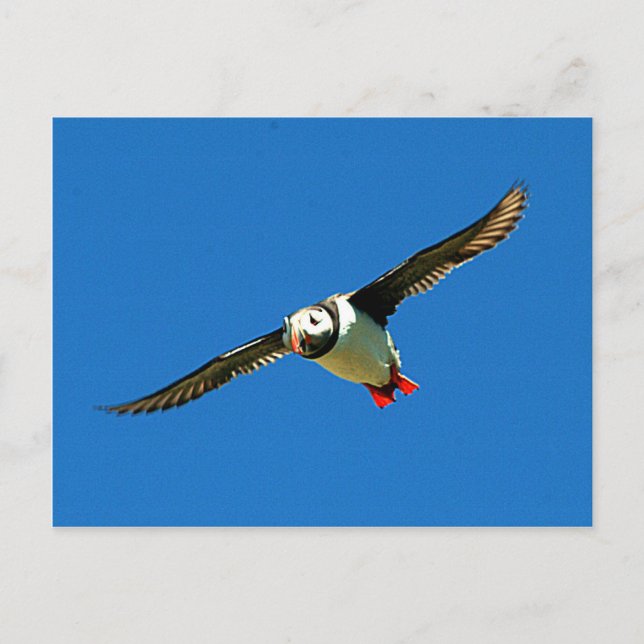 Puffin auf den Skellig-Inseln Irland Postkarte (Vorderseite)