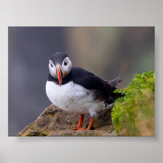 Puffin bird in Iceland Poster (Vorne)