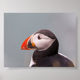 Puffin bird in Iceland Poster