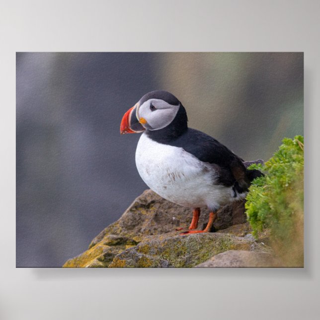 Puffin bird in Iceland Poster (Vorne)