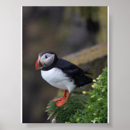 Puffin bird in Iceland Poster