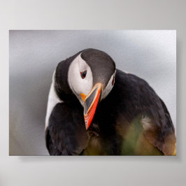 Puffin bird in Iceland Poster