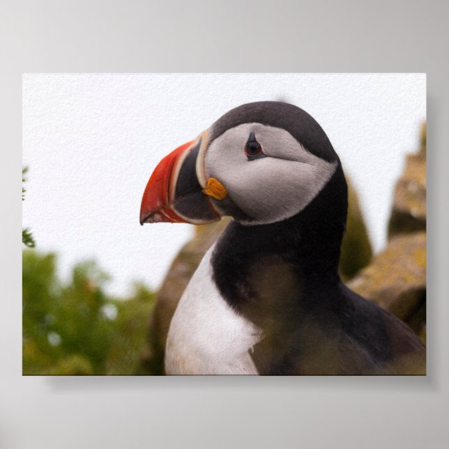 Puffin bird in Iceland Poster (Vorne)