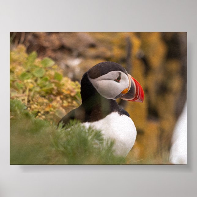 Puffin bird in Iceland Poster (Vorne)