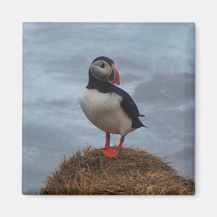 Puffin dans le aimant frigo de la mer